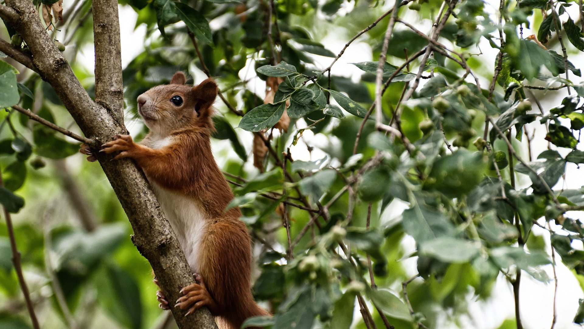 kaiyun开云·官方网站-步行者传球次数提升全队进攻更加流畅,步行者球员数据