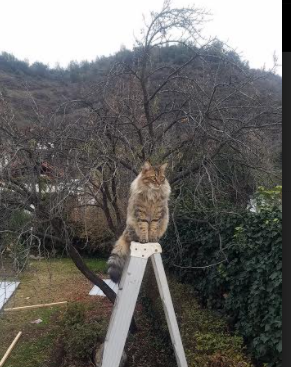 开云网页版-贝尔哈德·福特：凭借冷静的场上决策，提升全黑队比赛节奏，贝尔福特vs丹亨德森