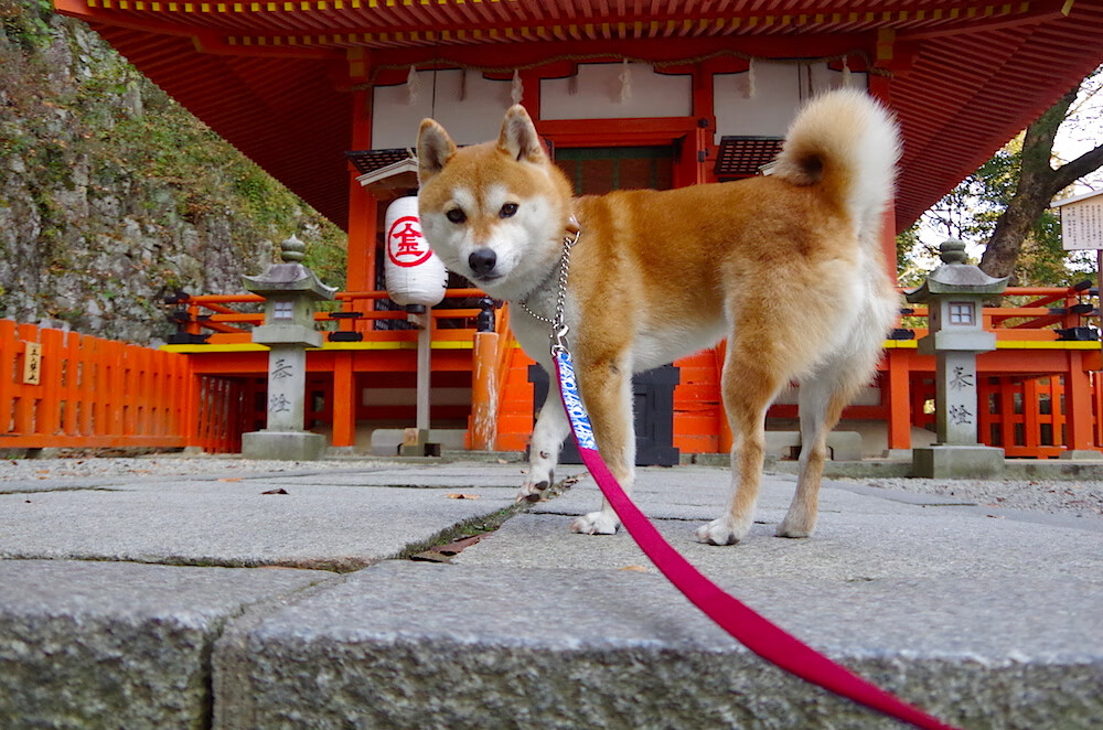 kaiyun中国官方网站-马拉维男篮在非洲锦标赛中再次夺冠,创造历史新高峰,马拉维非洲杯